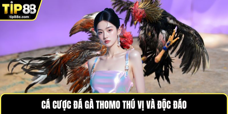 Cá cược đá gà Thomo thú vị và độc đáo